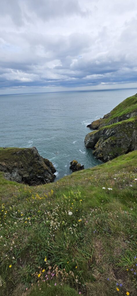 Wildflower cove, Ireland, 2025