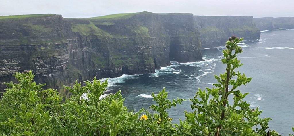 Thistles above the cliffs, Ireland, 2025