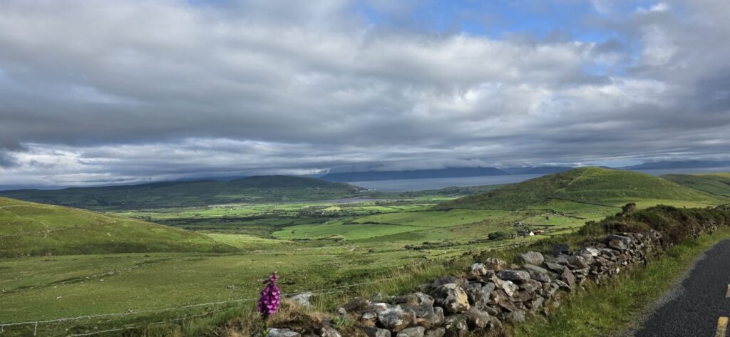 Foxglove above the fields, Ireland, 2025