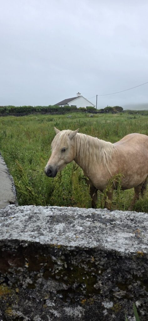 Palomino horse at the wall, Ireland, 2025