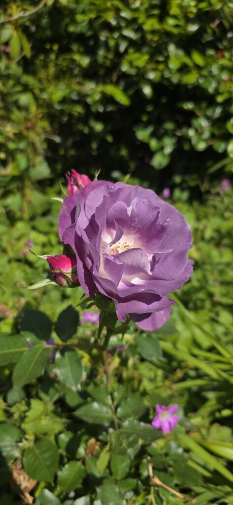 Purple rose, Ireland, 2025